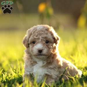 Lucas, Maltipoo Puppy