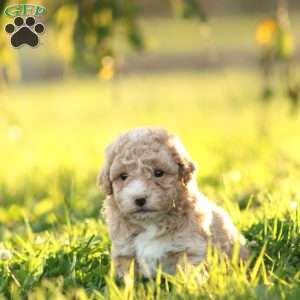 Lucas, Maltipoo Puppy