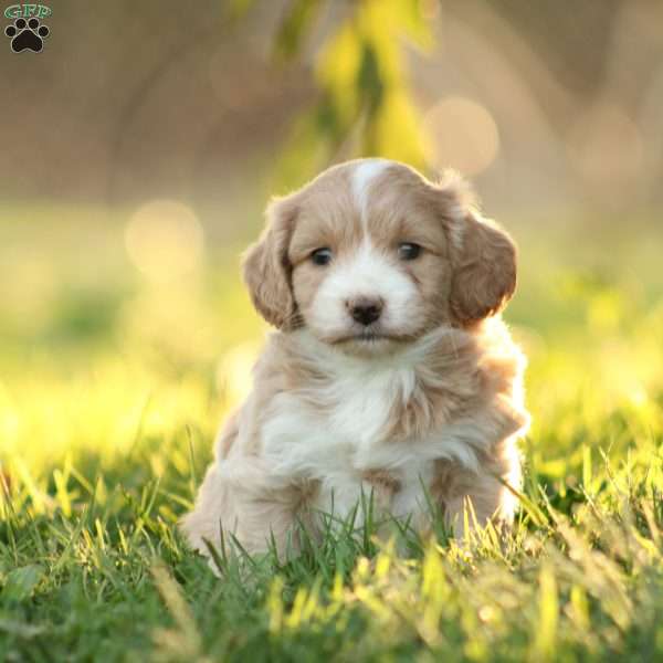 Lexus, Maltipoo Puppy