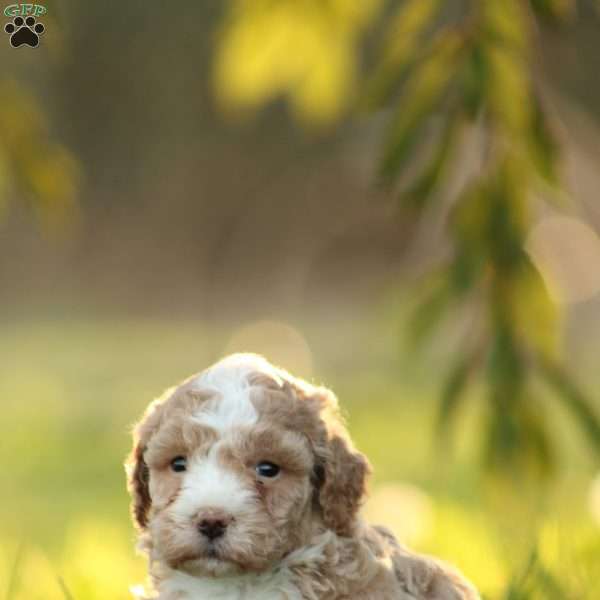 Lazor, Maltipoo Puppy