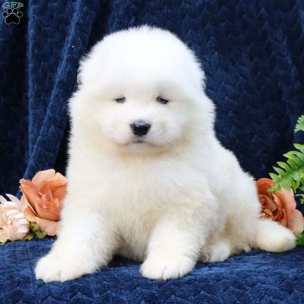 Ally, Samoyed Puppy