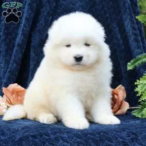 Ally, Samoyed Puppy