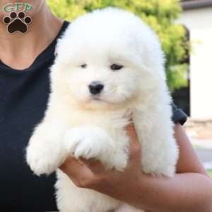 Ally, Samoyed Puppy