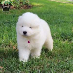 Ava, Samoyed Puppy