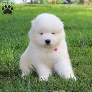 Ava, Samoyed Puppy