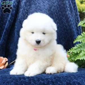 Ava, Samoyed Puppy