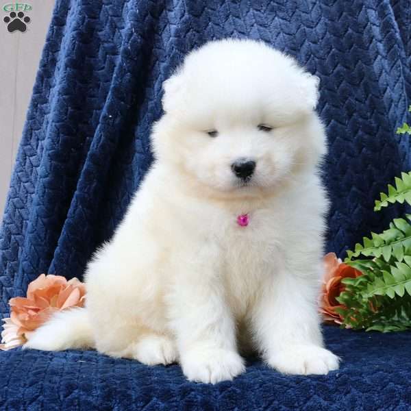 Ava, Samoyed Puppy