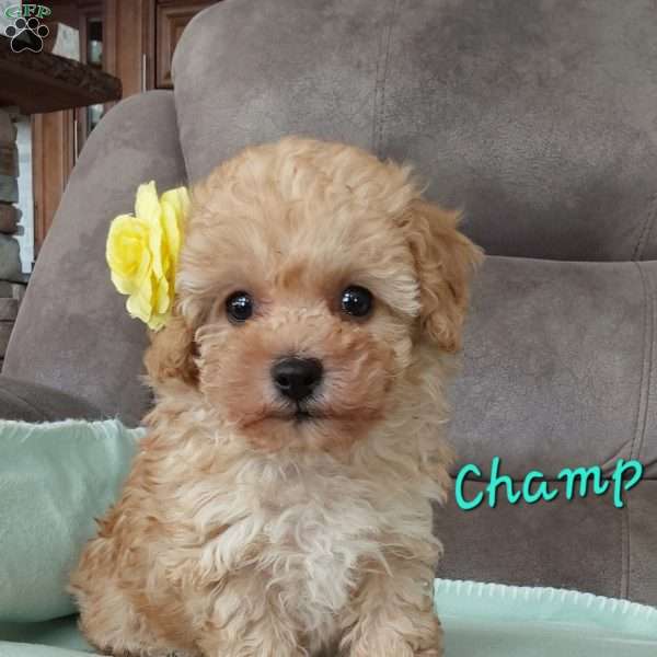 Champ, Toy Poodle Puppy