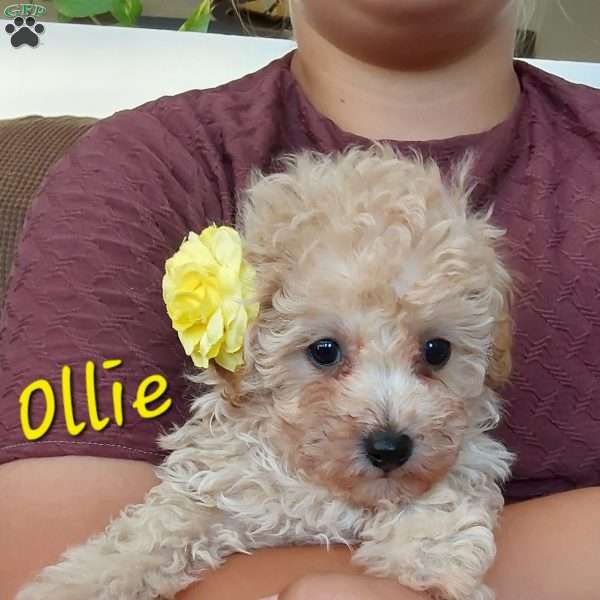 Ollie, Toy Poodle Puppy