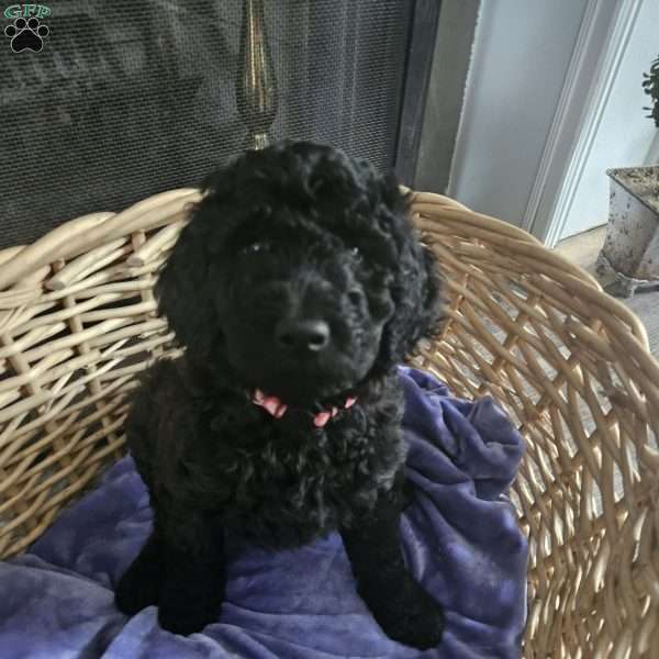 Cupcakes, Standard Poodle Puppy