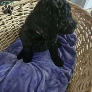 Cupcakes, Standard Poodle Puppy