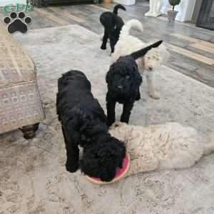 Cupcakes, Standard Poodle Puppy