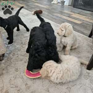 Cupcakes, Standard Poodle Puppy