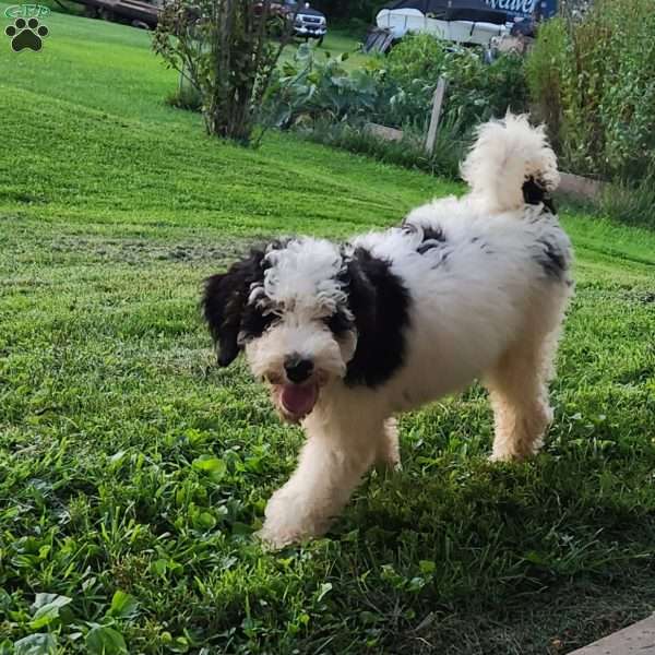 Max, Mini Bernedoodle Puppy