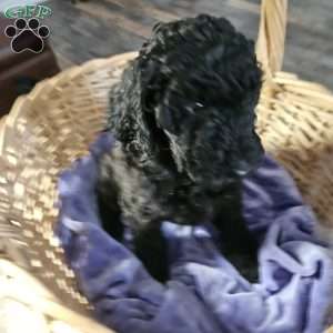Cupcakes, Standard Poodle Puppy