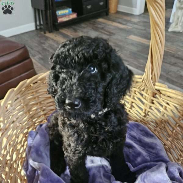 Demi, Standard Poodle Puppy