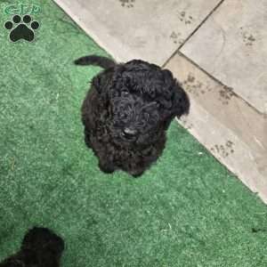 Cupcakes, Standard Poodle Puppy