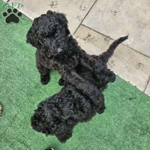 Cupcakes, Standard Poodle Puppy