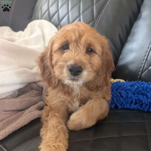 Jamie, Irish Doodle Puppy