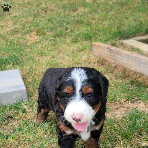 Simba, Mini Bernedoodle Puppy