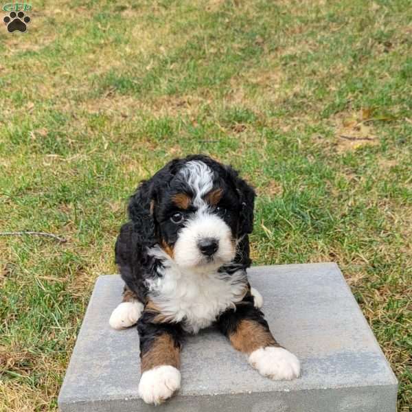 Oliver, Mini Bernedoodle Puppy
