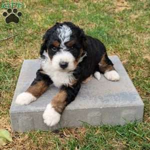 Oliver, Mini Bernedoodle Puppy