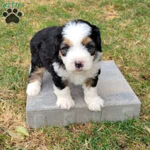 Scout, Mini Bernedoodle Puppy