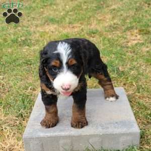 Simba, Mini Bernedoodle Puppy