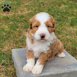 Charlie, Mini Bernedoodle Puppy