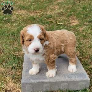 Charlie, Mini Bernedoodle Puppy