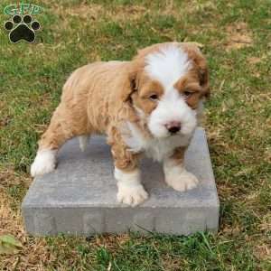 Charlie, Mini Bernedoodle Puppy