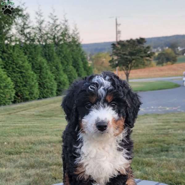 Oliver, Mini Bernedoodle Puppy