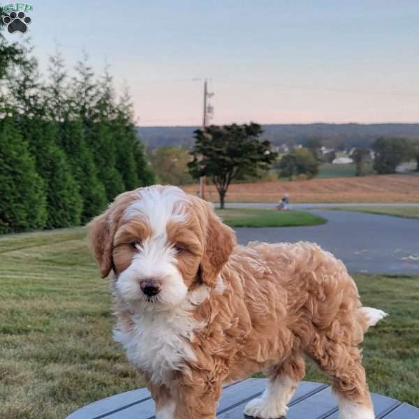 Charlie, Mini Bernedoodle Puppy