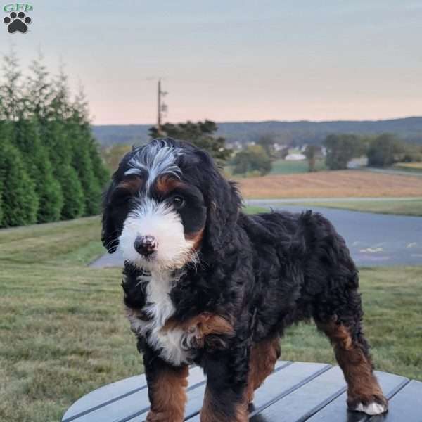 Simba, Mini Bernedoodle Puppy