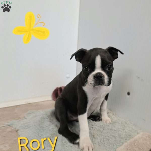 Rory, Boston Terrier Puppy