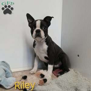 Riley, Boston Terrier Puppy