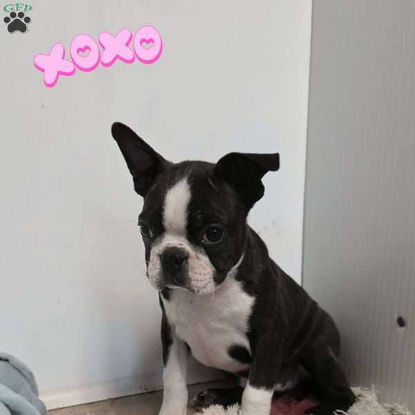 Riley, Boston Terrier Puppy