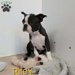 Riley, Boston Terrier Puppy