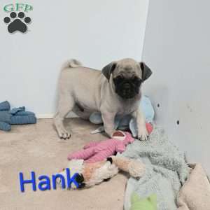 Hank, Pug Puppy
