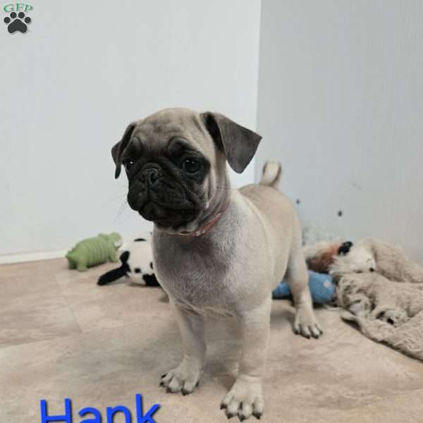Hank, Pug Puppy