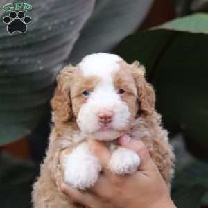 Charlie, Mini Bernedoodle Puppy