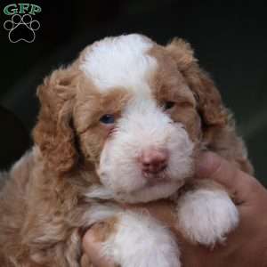 Charlie, Mini Bernedoodle Puppy