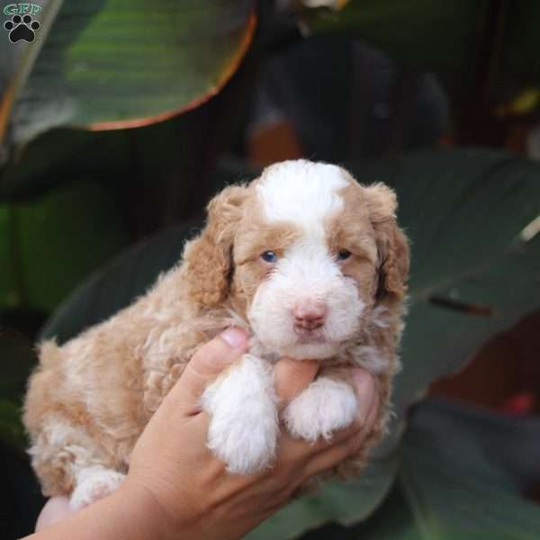 Charlie, Mini Bernedoodle Puppy