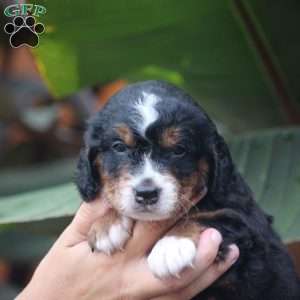 Cooper, Mini Bernedoodle Puppy