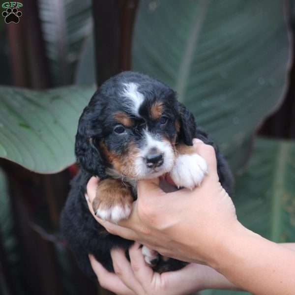 Cooper, Mini Bernedoodle Puppy