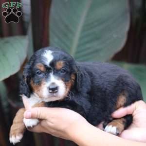 Cooper, Mini Bernedoodle Puppy