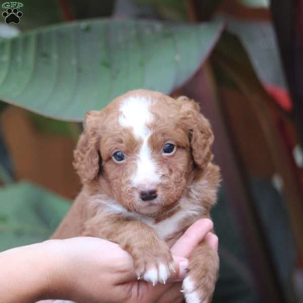 Milo, Mini Bernedoodle Puppy