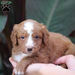 Milo, Mini Bernedoodle Puppy