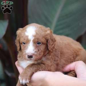Milo, Mini Bernedoodle Puppy