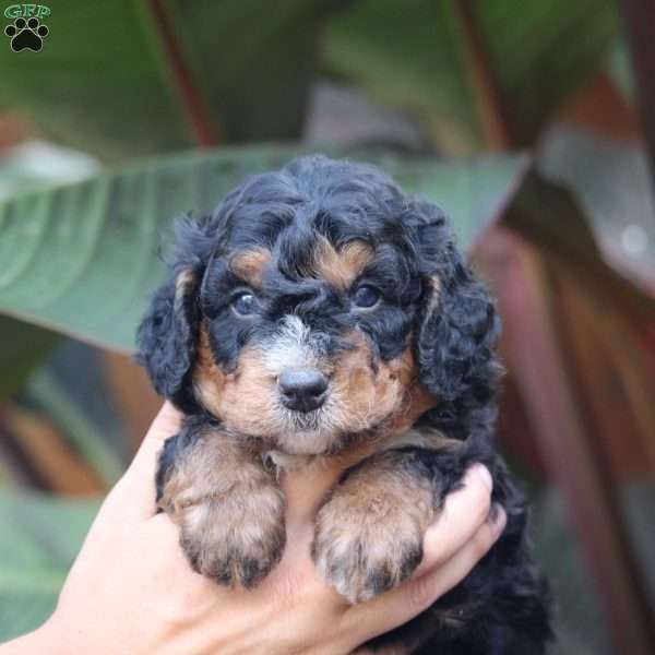 Teddy, Mini Bernedoodle Puppy